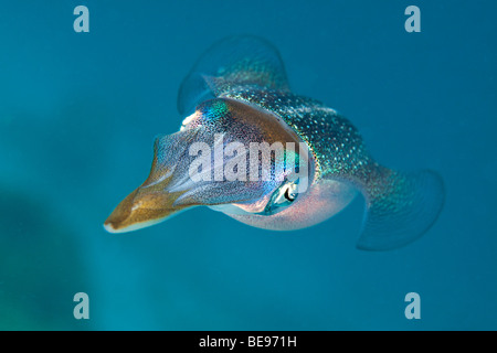 Les Caraïbes, Sepioteuthis sepioidea reef squid, est fréquemment observé dans les eaux peu profondes près de la rive de l'eau dans les Caraïbes. Banque D'Images