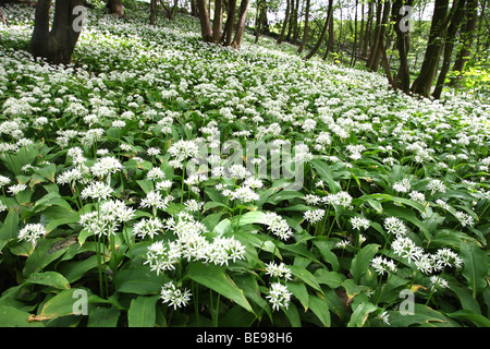 Bos a rencontré (Allium ursinum) Daslook, Belgi Forêt avec l'ail des ours (Allium ursinum / rançon), Belgique Banque D'Images