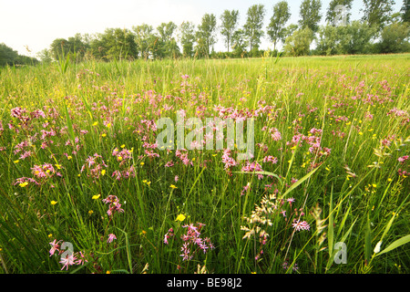 Prairies par Ragged Robin (Lychnis flos-cuculi) et Prairie (Ranunculus acris) Banque D'Images