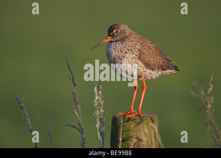 Tureluur houdt de wacht op een paal, avondlicht ; garrot sur un poteau, lumière du soir Banque D'Images