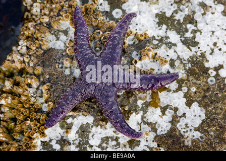 Étoile de mer pourpre, (Pisaster ochraceus) sur le dessus de rochers incrustés de balanes, Drumbeg, parc provincial de l'île Gabriola, BC, Canada Banque D'Images
