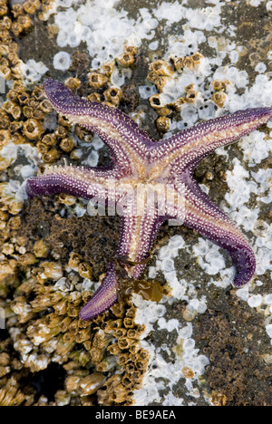 Étoile de mer pourpre, (Pisaster ochraceus) sur le dessus de rochers incrustés de balanes, Drumbeg, parc provincial de l'île Gabriola, BC, Canada Banque D'Images