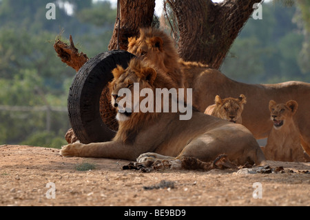 Une troupe de lions en captivité Banque D'Images