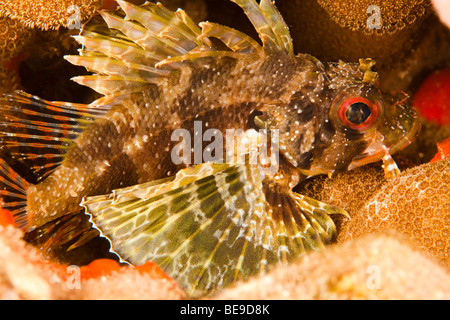 Le poisson-papillon, poisson-papillon vert hawaïennes ou fauteuils de poisson-papillon, Dendrochirus barberi, est endémique de Hawaii. Banque D'Images