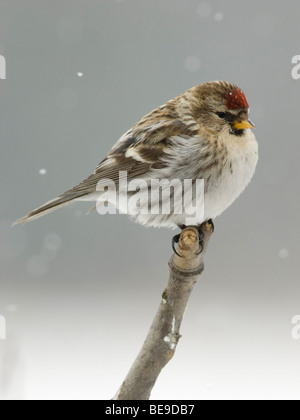 Een Grote barmsijs zittend op een tak terwijl het sneeuwt,un Sizerin flammé Mealy assis sur une branche alors qu'il neige. Banque D'Images