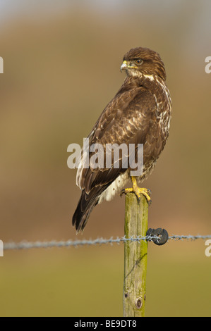 Buizerd;;Buse variable Buteo buteo ; Banque D'Images