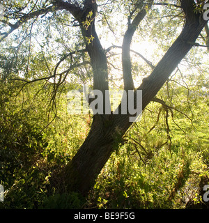 Lumière du soleil à travers les arbres dans la vallée de waveney Banque D'Images