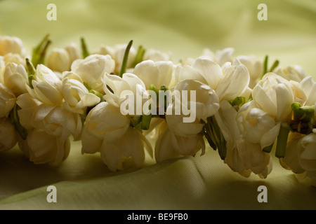 Guirlande de fleurs de jasmin closeup Banque D'Images