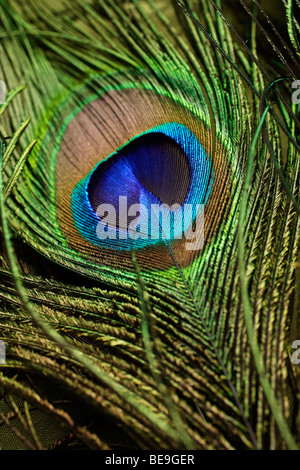 Close up of peacock feather Banque D'Images