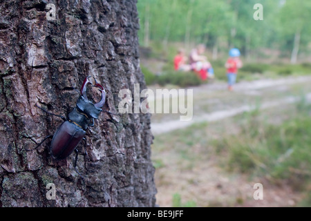 L'EISU naast het Vliegend op op de Veluwe (Staatsbosbeheer), stag beetle près de la route sur la Veluwe Banque D'Images