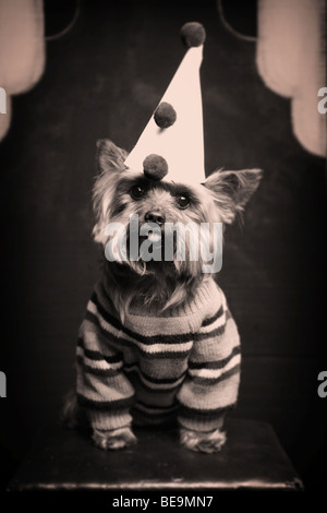 Petit chien en costume de clown. Banque D'Images