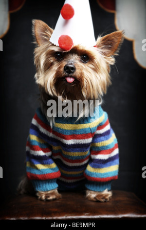 Petit chien en costume de clown. Banque D'Images