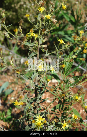 Or, Israël (Inula crithmoides samphire) Banque D'Images