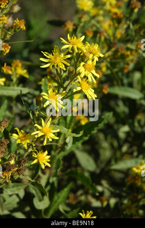 Or, Israël (Inula crithmoides samphire) Banque D'Images