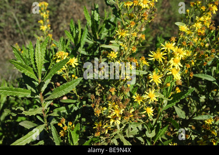 Or, Israël (Inula crithmoides samphire) Banque D'Images