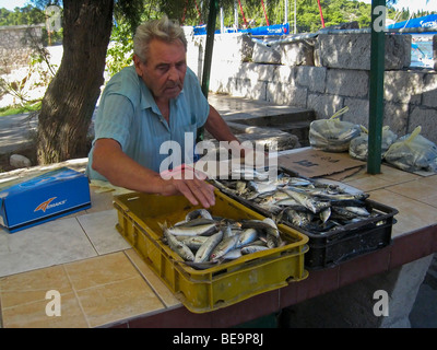 La Croatie ; Hrvartska ; Croatie ; Šibenik-Knin, Privč Privč Île, Luka, pêcheur local avec des poissons à vendre Banque D'Images