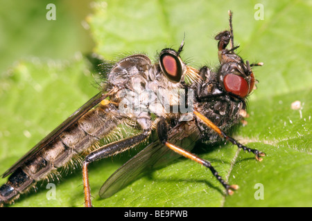 Alêne commun Neoitamus cyanurus robber fly ( : Asilidae) se nourrissent d'une grande volée de Woodland, UK. Banque D'Images