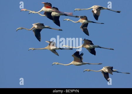 Negen (9) Europese Flamingo dans formatie dans de viaje en avión tegen een Blauwe lucht.neuf (9) Plus de flamants roses en formation dans l'air contre un ciel bleu. Banque D'Images