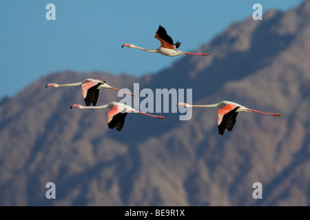 Viaje en avión een Europese Flamingo's in de lucht in de rotsformatie in de achtergrond.un vol de quatre (4) flamants roses dans le ciel avec une rockformation dans l'arrière-plan. Banque D'Images