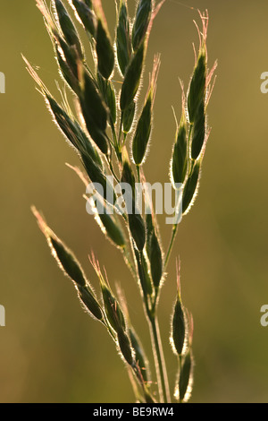 Glanshaver / raaigras Arrhenatherum elatius (Frans) a rencontré dauw, Belgi Tall Oat-grass (Arrhenatherum elatius) avec la rosée, Belgique Banque D'Images