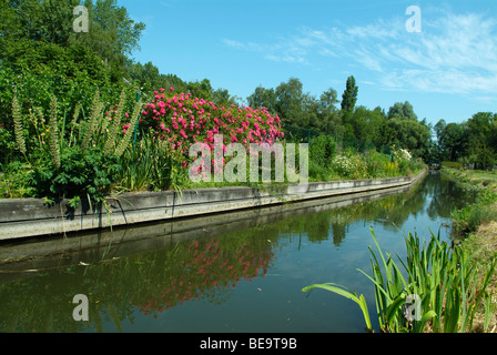 Les hortillonnages à Amiens, Picardie, Nord de la France, Europe Banque D'Images