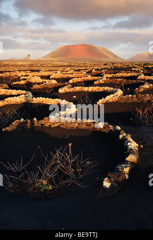 Vignes en noir des cendres volcaniques dans La Geria, la région viticole de Lanzarote dans les îles Canaries. Banque D'Images