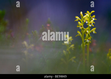 Koraalwortel coralroot précoce ; Banque D'Images