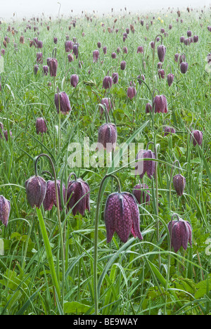 Les serpents-chef fritillaries sauvage dans un pré Banque D'Images