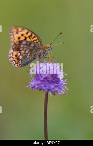 Close up van adippevlinder Bosrandparelmoervlinder de een, Close up of a High Brown Fritillary Banque D'Images