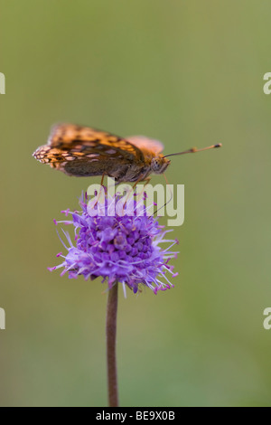 Close up van adippevlinder Bosrandparelmoervlinder de een, Close up of a High Brown Fritillary Banque D'Images