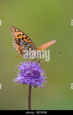 Close up van adippevlinder Bosrandparelmoervlinder de een, Close up of a High Brown Fritillary Banque D'Images