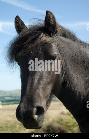 Poney Dartmoor portrait, brown à poney à lens Banque D'Images