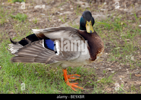 Canard colvert mâle à White Rock Lake, Dallas Banque D'Images