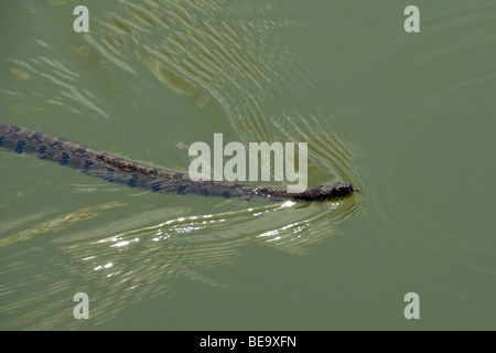 En natation Snake White Rock Lake reservoir, Dallas, Texas Banque D'Images