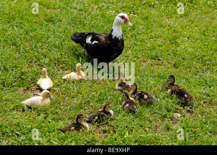 Canard de Barbarie canetons femelles avec près d'un marais à Plano, Texas Banque D'Images