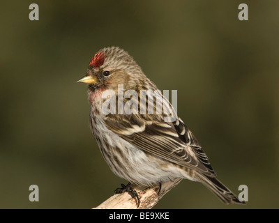 Een Grote Barmsijs zittend op een tak,un Sizerin flammé Mealy assis sur une branche. Banque D'Images