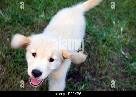 Huit semaines chiot Golden Retriever d'exécution sur l'herbe. Banque D'Images