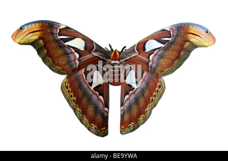 Atlas moth géant, l'un des plus grands du monde, isolé sur fond blanc Banque D'Images