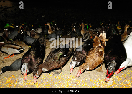 Les canards de Barbarie à White Rock Lake, Dallas, Texas Banque D'Images