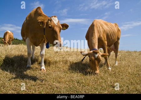 dh Guernesey animal de vache GUERNESEY paire de vaches en Stubbled champ deux laiterie bétail bétail royaume-uni Banque D'Images