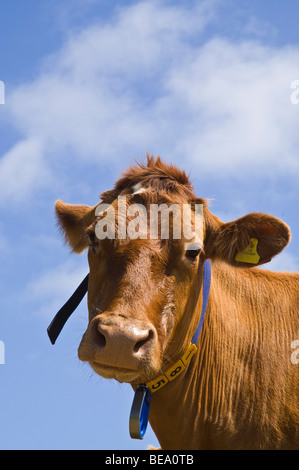 Dh Guernesey Guernesey GUERNESEY ANIMAL vache cow head close up traite de l'élevage laitier Banque D'Images