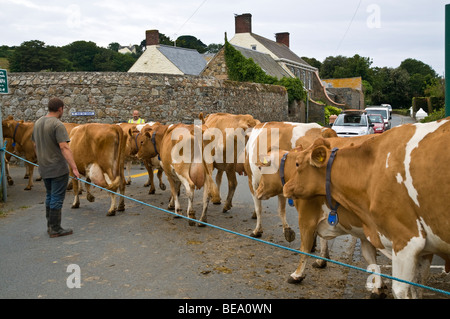 dh Guernesey vache ANIMAL GUERNESEY Guernesey trafic bourrage vaches traversant la route pour le milking barrage troupeau bétail canal île royaume-uni Banque D'Images