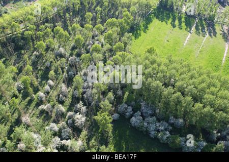 La floraison l'aubépine (Crataegus monogyna) et zone boisée avec les peupliers (Populus sp.) de l'air Banque D'Images