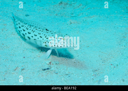 Sandperch mouchetée de pêcher sur un récif de la Mer Rouge. Banque D'Images