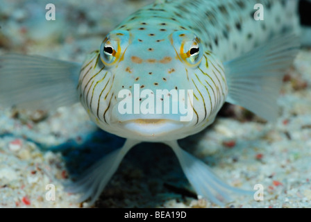 Sandperch mouchetée de pêcher sur un récif de la Mer Rouge. Banque D'Images