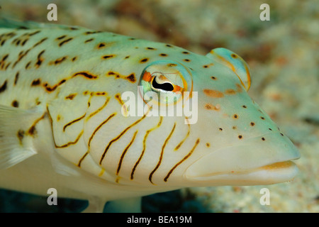 Sandperch mouchetée de pêcher sur un récif de la Mer Rouge. Banque D'Images