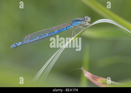 Vrouwtje van de Gaffelwaterjuffer ; Femmes Demoiselle Dainty Banque D'Images