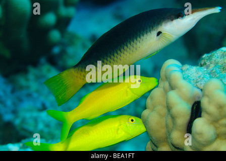 Green birdmouth wrasse dans la mer Rouge, Egypte Banque D'Images