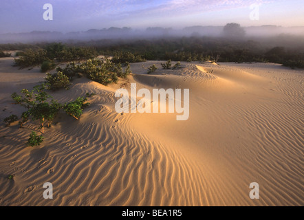 Natuurreservaat de Westhoek, Belgi La Réserve Naturelle de Westhoek, Belgique Banque D'Images