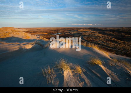 En Noordzeeduinen kwelder winterzon dans de Boschplaat. Les dunes côtières de la mer du Nord et la mer des Wadden en marais Boschplaat. Banque D'Images